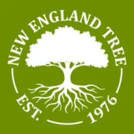 New England Tree