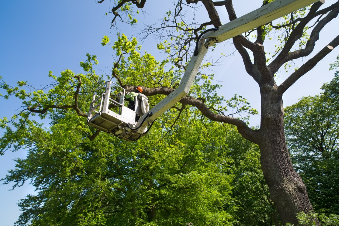 Ankeny Tree Service