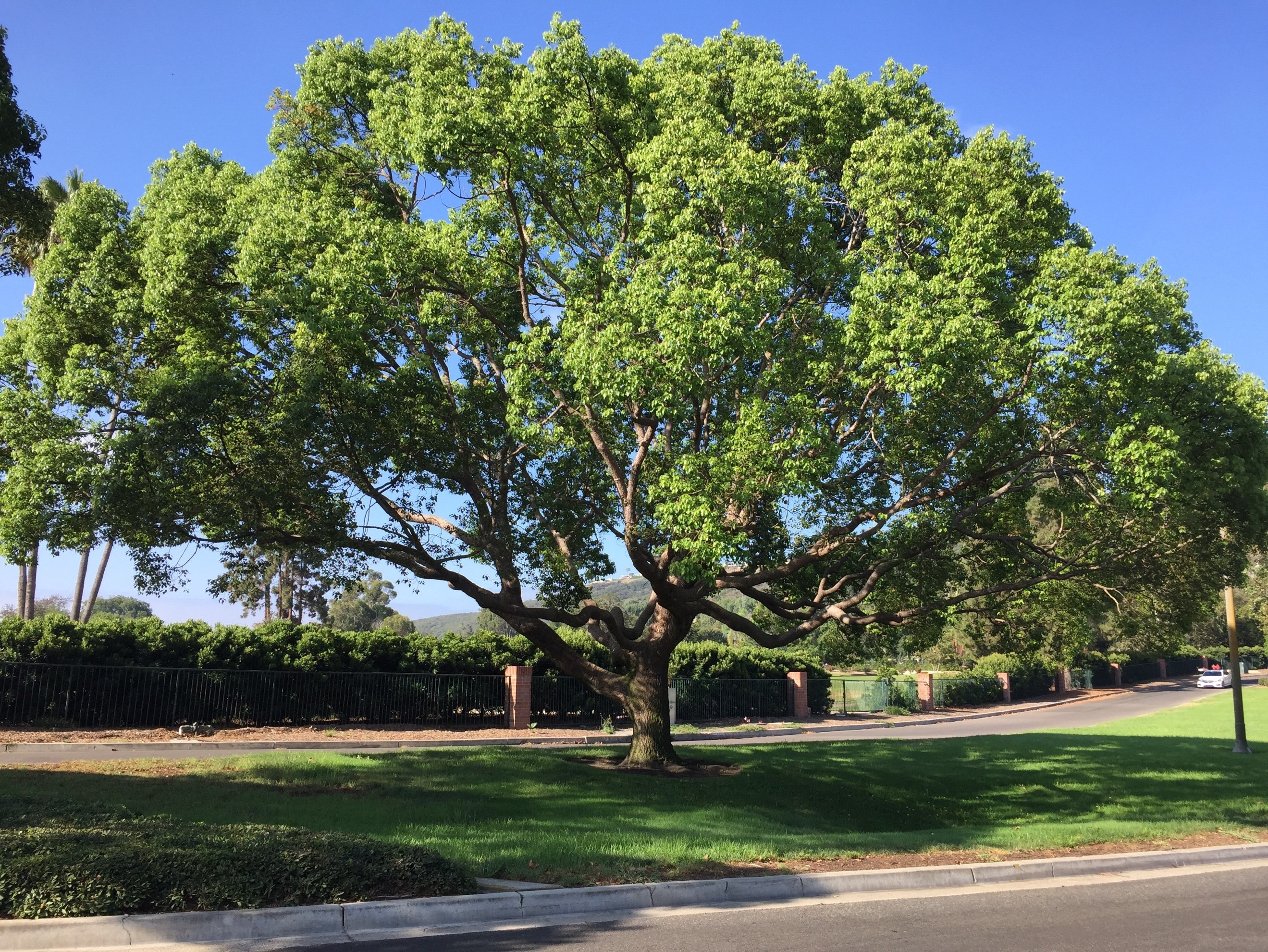 Pocatello Trees